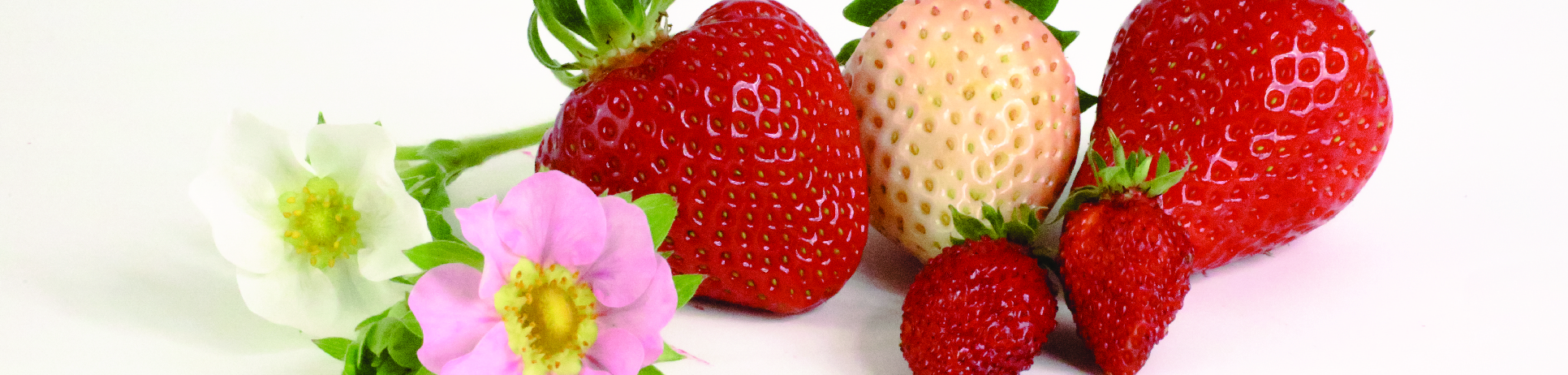 Berrylab Straberry Breeding Varieties