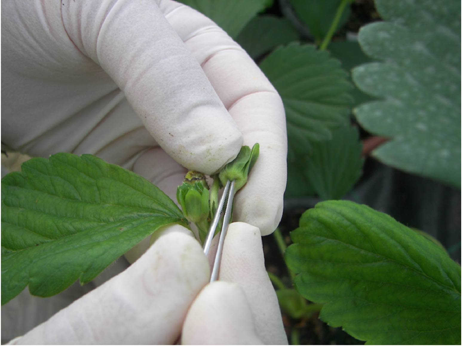BerryLAB Strawberry Breeding - image06